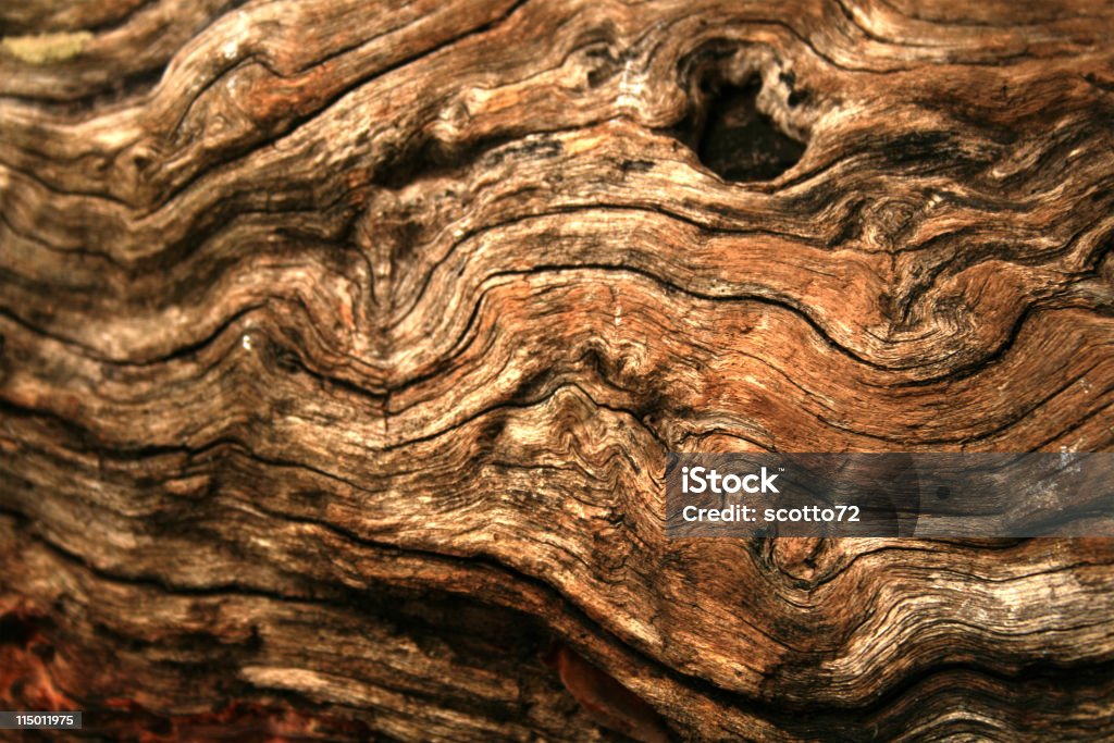 Unbewegliche Holz Textur - Lizenzfrei Baumrinde Stock-Foto