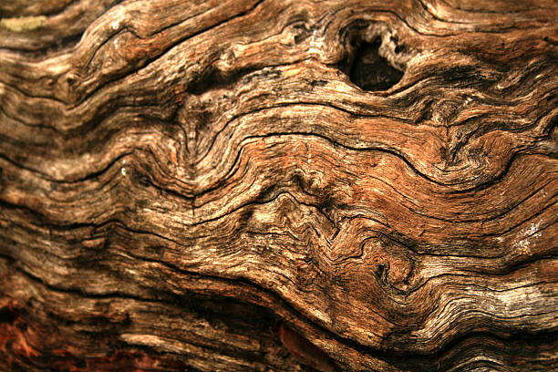 gnarly textura de madera - knotted wood fotografías e imágenes de stock