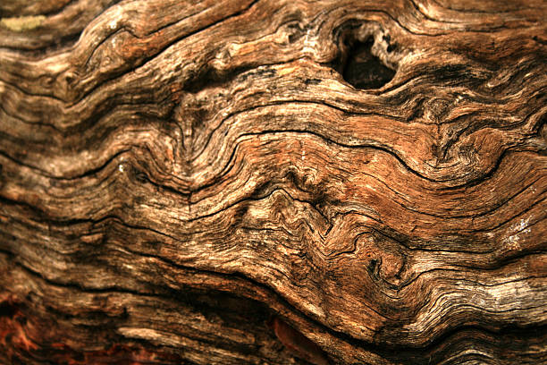 gnarly di legno - knotted wood foto e immagini stock