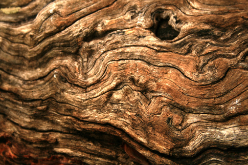 Gnarly wood texture