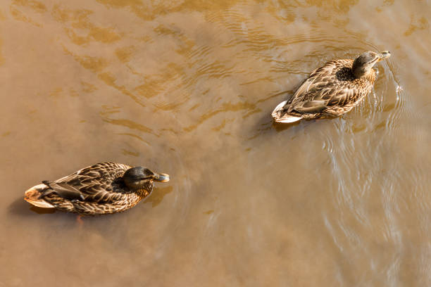 A group of brown ducks swimming in the water in a river.