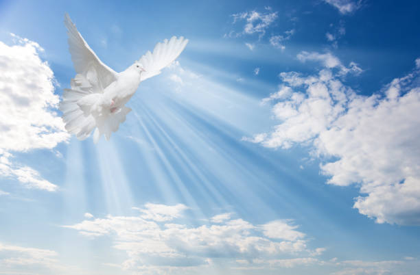 White dove against blue sky with white clouds Flying white dove and bright sunbeams on the background of blue sky with fluffy light white clouds dove bird photos stock pictures, royalty-free photos & images