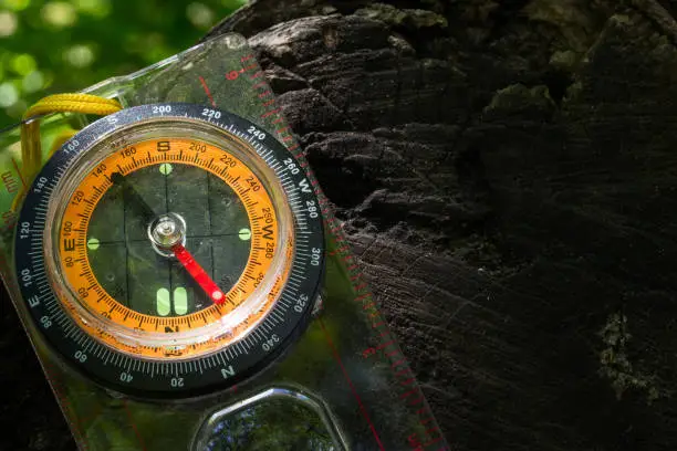 Photo of bright orange black computer lies on a dark branch of a tree on a blurred background of leaves close up