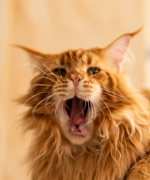 istock portrait of a fluffy cat 1150120988
