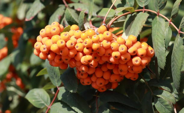 istock ashberry at dry sunny day 1150121028