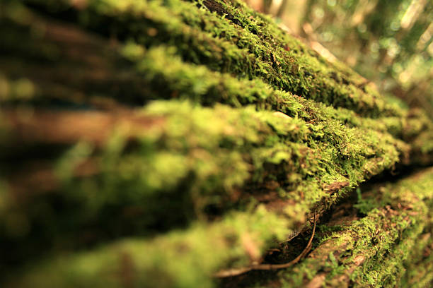 Mossy Rainforest Log stock photo