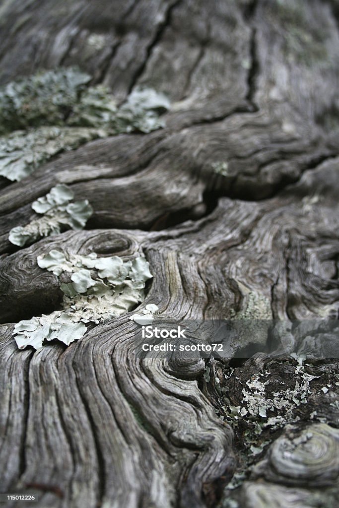 Vestito vecchio legno - Foto stock royalty-free di Albero
