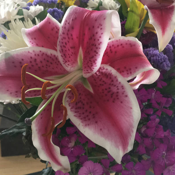 Pink and white stargazer lily Close up view of a beautiful blossoming pink and white stargazer lily white stargazer stock pictures, royalty-free photos & images