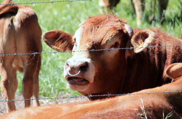 istock The herd of cows 1150124661