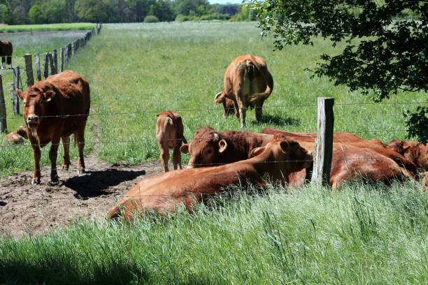 istock The herd of cows 1150124714