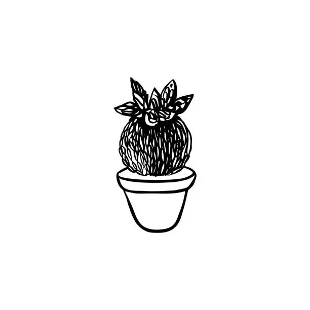 Vector illustration of Icon of cactus hand drawn style. Black and white sketch of Parodia for different design.