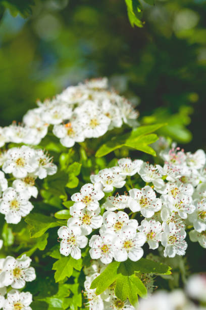 istock White spiraea flowers. Spring blossoms and green leaves. 1150124977