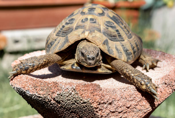 istock Close up of the Turtle warming in the sun 1150125846