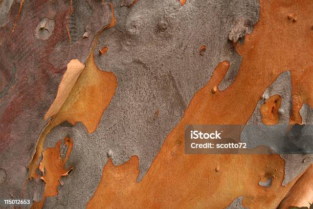 Árbol De Eucalipto Bark Foto de stock y más banco de imágenes de Australia - Australia, Con textura, Efecto texturado