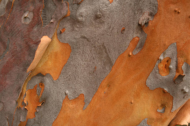 Eucalyptus Tree Bark stock photo