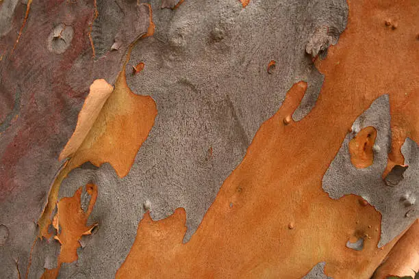 Photo of Eucalyptus Tree Bark