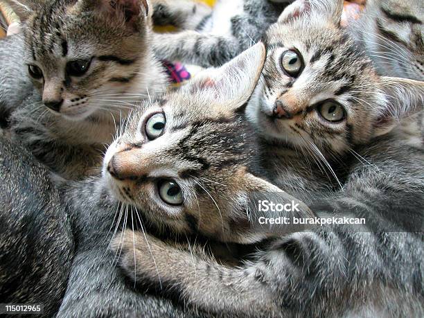 Tre Gattini Nel Cesto Da Letto Primo Piano Turchia Istanbul - Fotografie stock e altre immagini di Gatto domestico