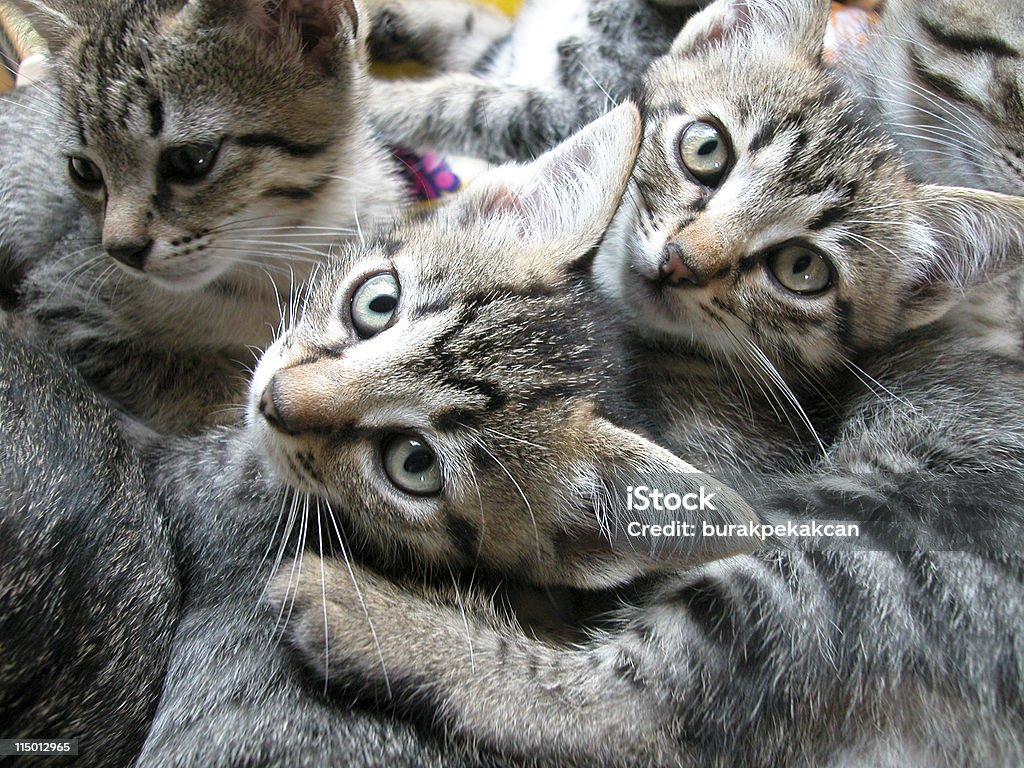 3 kittens 슬리핑 장바구니에, 클로즈업, 이스탄불, 터키 - 로열티 프리 애완고양이 스톡 사진