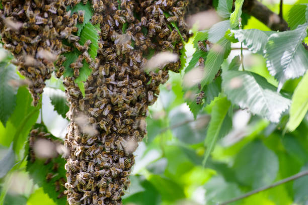 rój pszczół na drzewie - bee swarm of insects beehive tree zdjęcia i obrazy z banku zdjęć