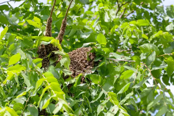 Photo of Swarm of bees in a tree