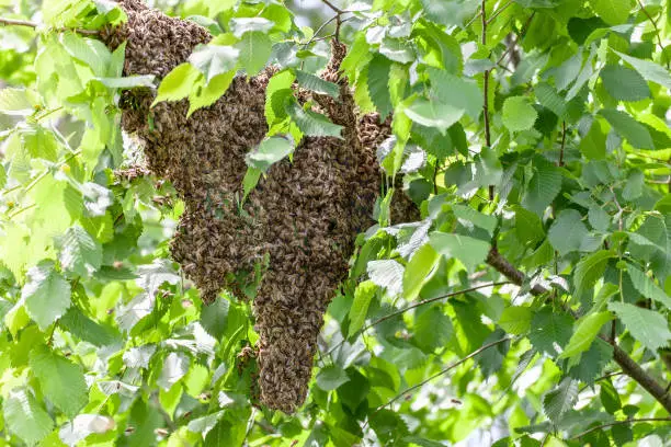 Photo of Swarm of bees in a tree