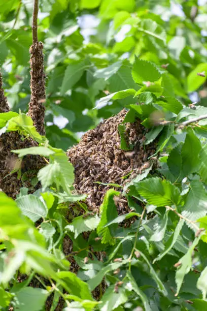 Photo of Swarm of bees in a tree