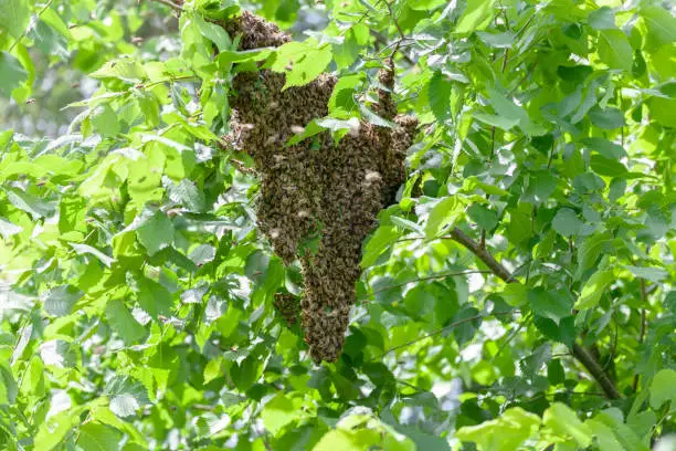 Photo of Swarm of bees in a tree