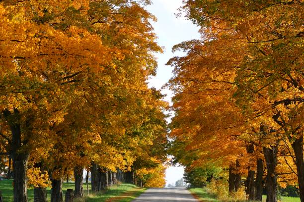 istock Vibrant Fall color on rows of hard Maple trees on sides of road 1150130794