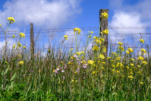 Rapeseed (Brassica napus) in bloom alongside rural barbwire fence, with a cloudy sky in the background.\n\nTaken in Santa Cruz County, California, USA.