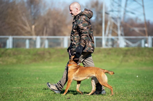 istock A man in camouflage colored jacket is training a Belgian Shepherd puppy 1150131717