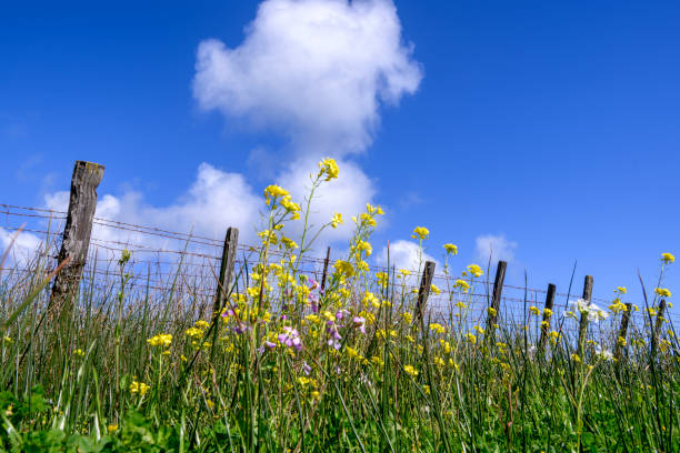 Rapeseed (Brassica napus) in bloom alongside rural barbwire fence, with a cloudy sky in the background.Taken in Santa Cruz County, California, USA.
