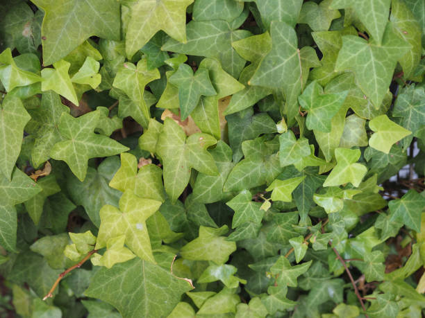 istock ivy plant background 1150135707