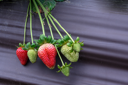 Close-up of ripening strawberries on the vine.\n\nTaken in Moss Landing, California, USA