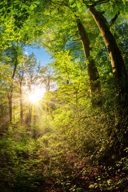 istock Sunrise in the forest 1150139468