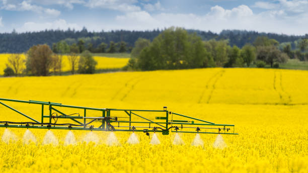 Agricultural sprayer detail. Flowering rapeseed field. Brassica napus Working spraying machine in yellow canola land. Spring landscape. Chemical fertilizers, toxic pesticides, insecticides. Ecology, agricultural subsidy. Selective focus brassica rapa stock pictures, royalty-free photos & images