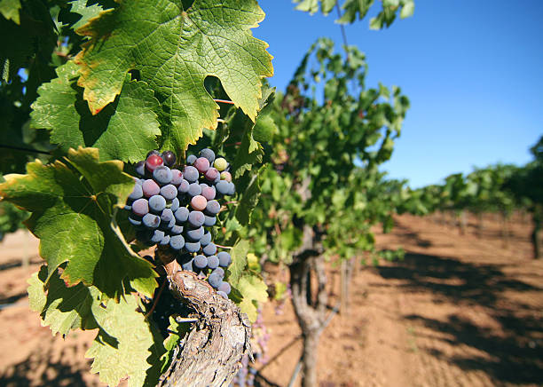 uva sulla vite - napa grape vineyard vine foto e immagini stock