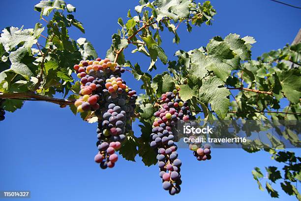 Winogrona Na Winorośli - zdjęcia stockowe i więcej obrazów Czerwone wino - Czerwone wino, Czerwone winogrono, Czerwony