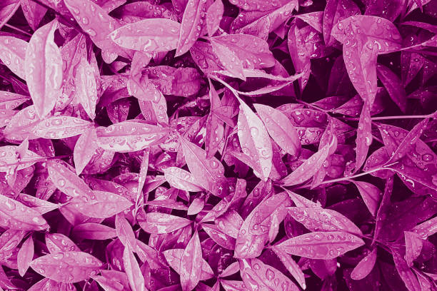 istock Purple leaves with raindrops 1150144220