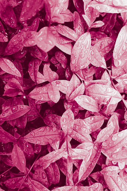 istock Coral pink leaves with raindrops 1150144243