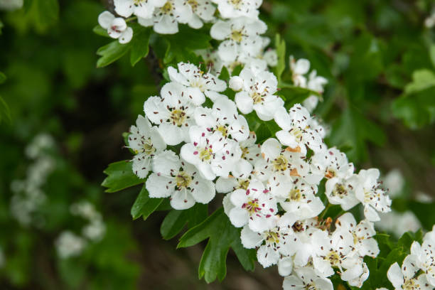 istock Hawthorn Flowers in Bloom in Springtime 1150146261