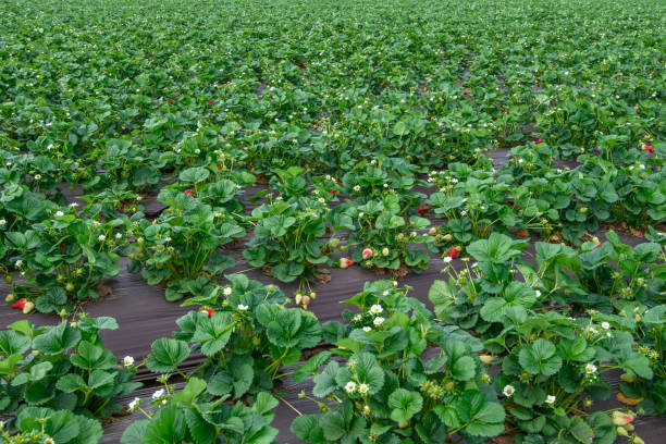 Hillside field of ripe strawberries ready for harvestTaken in Moss Landing, California, USA