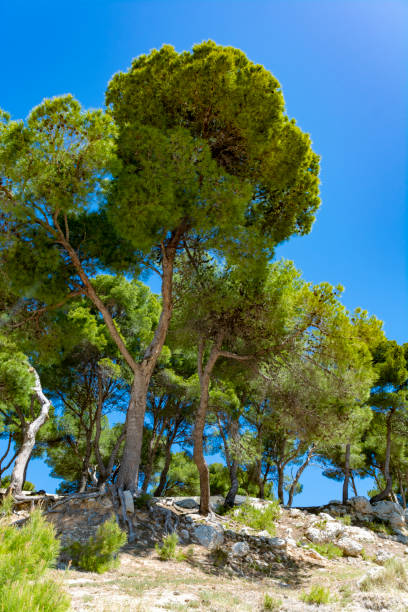 istock Green pine trees near beach, Mediterranean climat, rocks and blue sky 1150146344