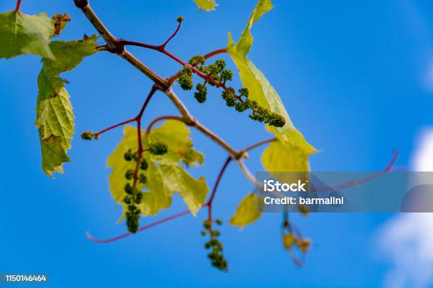 Young Grape Vine With Small Green Grapes On Blue Sky Background Stock Photo - Download Image Now