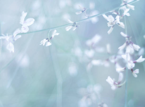 꽃 배경 블루 톤입니다. 아침 들판에서 - wildflower vibrant color outdoors full frame 뉴스 사진 이미지