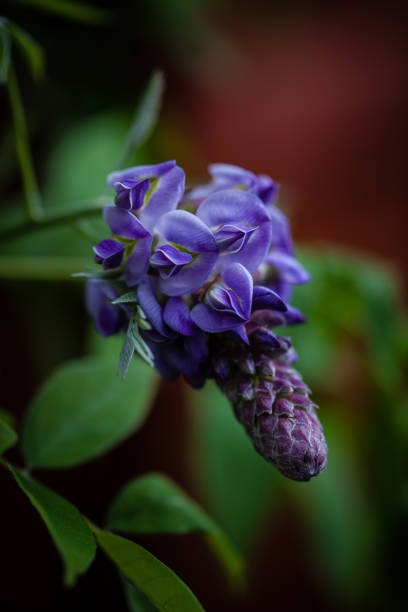 istock Wisteria wall cascades on fence macro 1150146572