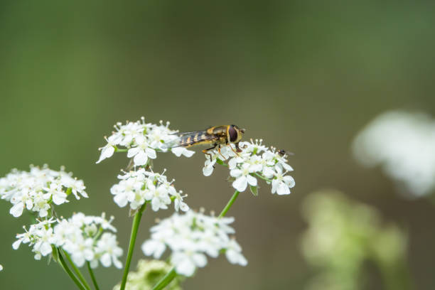 istock Hoverfly on Cow Parsley Flowers in Springtime 1150147304