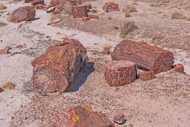 istock Petrified Wood log Samples in the Desert 1150150137