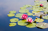 waterlilies