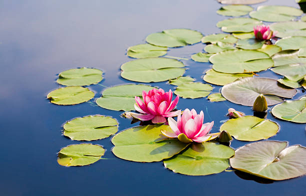 waterlilies - lotus water lily water flower стоковые фото и изображения