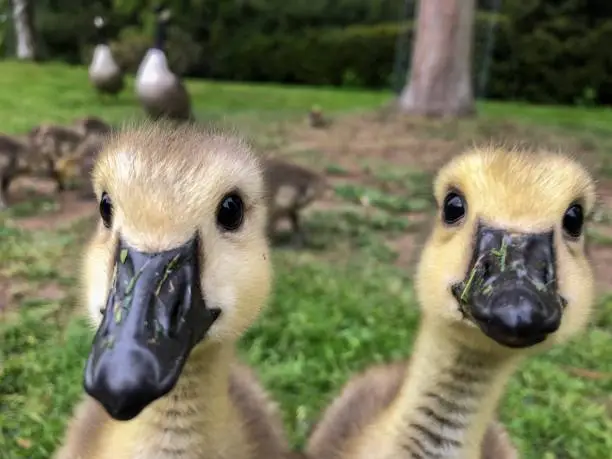 Photo of Curious Canada goose goslings